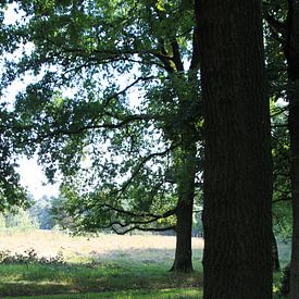 Haaksbergerveen sur Heleen Harmsen