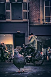 The pidgeon from the block von Elianne van Turennout