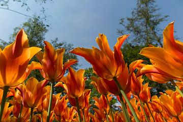 Keukenhof van Ab Wubben