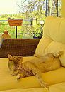 Relaxing And Looking Around by Dorothy Berry-Lound thumbnail