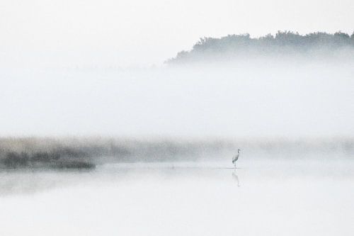 Kraanvogel in mist