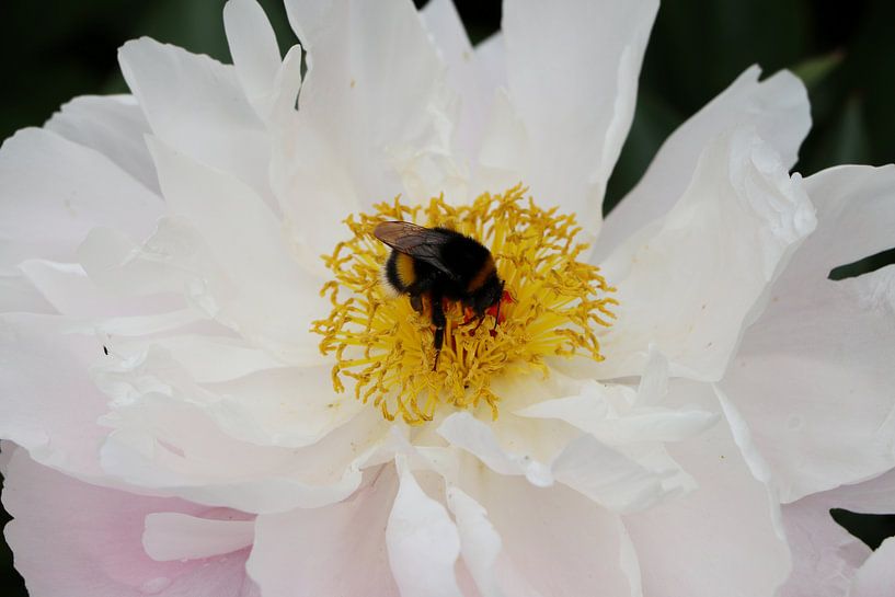 Bee Happy by Christiane Schulze