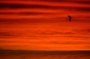 Zonsondergang in de zuidelijke Atlantische oceaan van Beschermingswerk voor aan uw muur