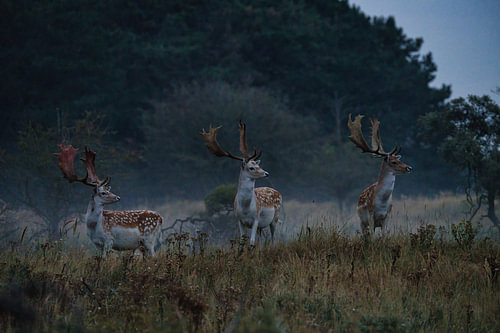 Fallow deer in the morning mist