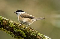 Matkop vogel