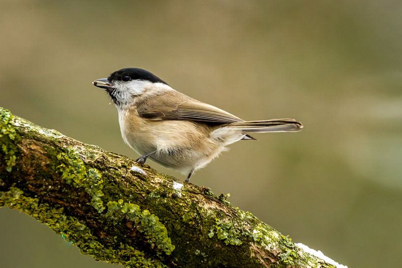Matkop vogel van Erik Meier