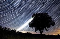 Star trails achter het silhouet van een boom von Dennis van de Water Miniaturansicht