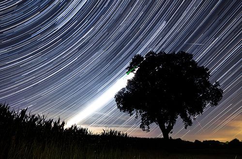 Star trails achter het silhouet van een boom