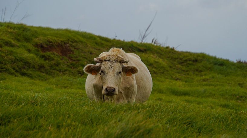 Madeira - Resting cow near Ponta do Pargo on green meadows by adventure-photos
