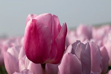 een prachtige paarse tulp tussen rose tulpen van W J Kok