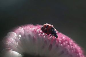 Coccinelle sur une marguerite rose, avec beaucoup de bokeh.