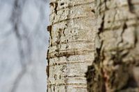 Tree bark
