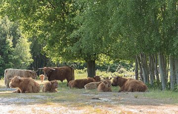 Schotse Hooglanders gaan lekker chillen van Ans Bastiaanssen