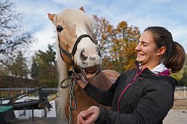 Preparation of a light brown Haflinger with beige mane before training