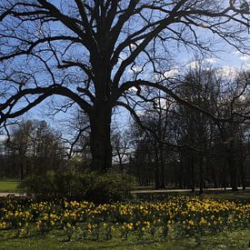 De eerste bloesems in de lente in Luitpoldpark Bad Kissingen van Martin Flechsig