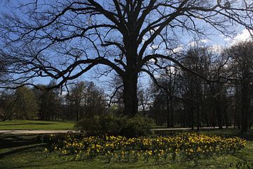 The first blossoms in spring in Luitpoldpark Bad Kissingen