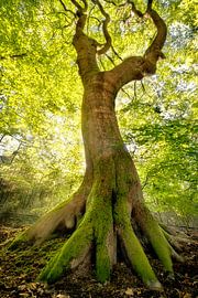 Dancing tree by Bram de Jong