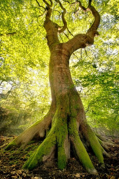 Arbre dansant par Bram de Jong