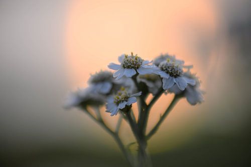 achillea under the sun