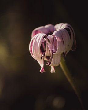 Curly petals flower dark & moody van Sandra Hazes