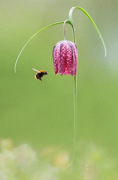 bumblebee sur Pim Leijen