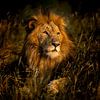Les lions de Leadwood, Afrique du Sud sur Paula Romein