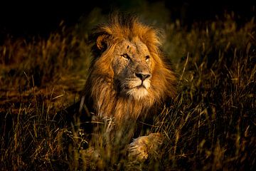 Les lions de Leadwood, Afrique du Sud sur Paula Romein