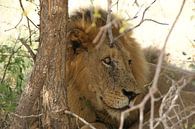 Löwe in Südafrika von Johnno de Jong Miniaturansicht