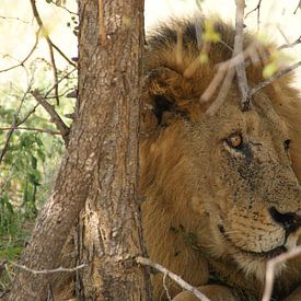 Löwe in Südafrika von Johnno de Jong