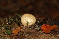 Bovist I