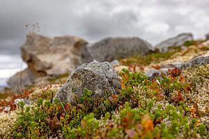 Little Rock