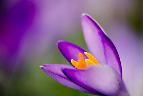 Crocus, spring is coming!