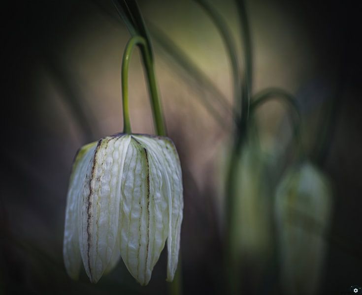 Vanneau macro nature par Vincent Vroegop