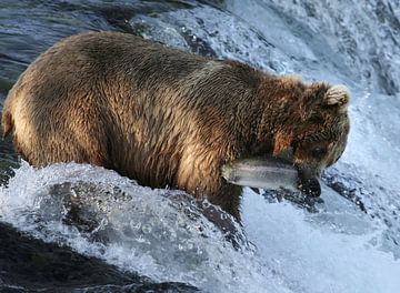 Vissende beer in Alaska van Jos Hug