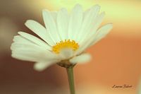 Daisy with sunset
