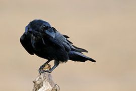 Kolkrabe *Corvus corax*, Odins Vogel von wunderbare Erde
