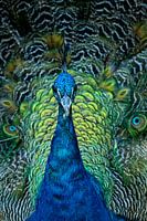 Proud Peacock