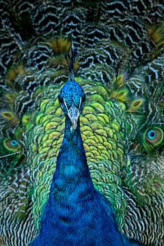 Proud Peacock van Vincent Willems