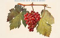 Antique colour plate with Italian grape