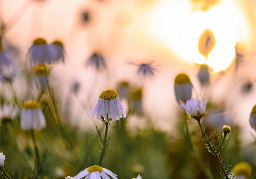 Sonnenlicht über den Gänseblümchen von Tania Perneel