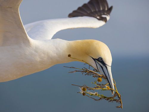 Flyby