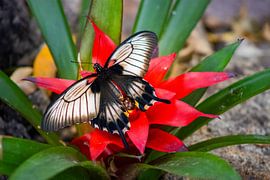 Der große Mormonenschmetterling