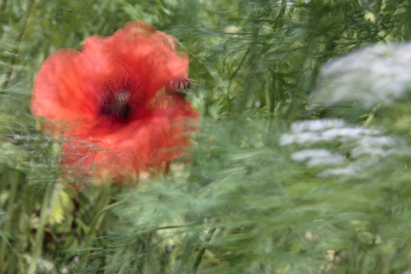 Klaproos in de wind von Ronald Wilfred Jansen