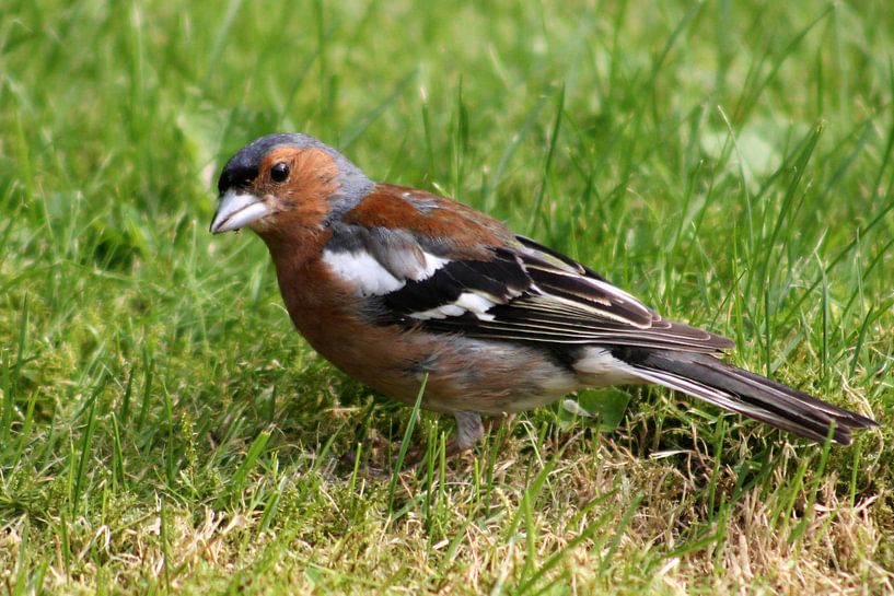 Slimme Vink by Anneke Kooiker