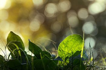 So sieht der Frosch den Sonnenaufgang