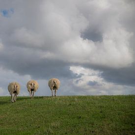 Three sheep's asses in a row. by Roelinda Tip