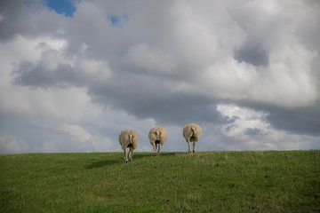 Drie schapenkontjes op een rij. van Roelinda Tip