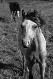 Die Pferde auf dem Ijsel von Soekardjo Photography