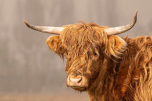 Hochländer von Jan Poppe