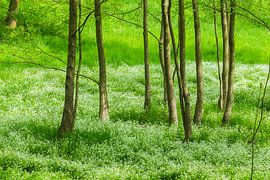 Blühende Sternmieren von Sylvio Dittrich